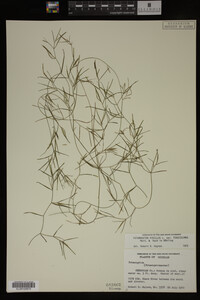 Potamogeton pusillus image