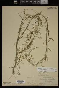 Potamogeton pusillus image