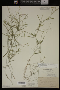 Potamogeton pusillus image