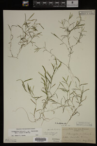 Potamogeton pusillus image