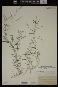 Potamogeton pusillus image