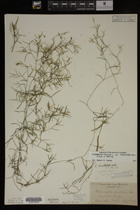Potamogeton pusillus image