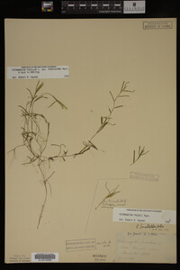 Potamogeton pusillus image