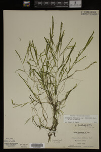Potamogeton pusillus image
