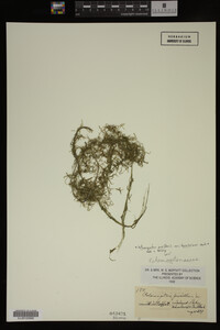Potamogeton pusillus image