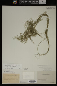 Potamogeton pusillus image