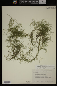 Potamogeton pusillus image