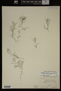 Potamogeton pusillus image