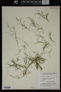 Potamogeton pusillus image