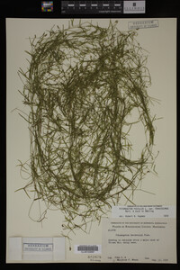 Potamogeton pusillus image