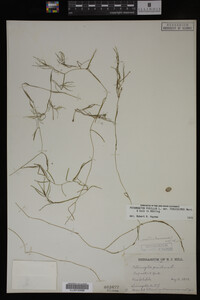 Potamogeton pusillus image