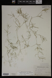 Potamogeton pusillus image