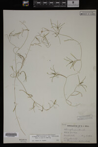 Potamogeton pusillus image