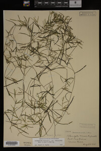 Potamogeton pusillus image