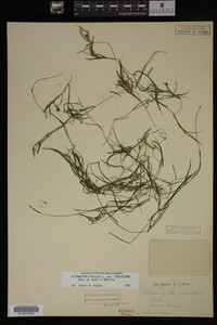 Potamogeton pusillus image