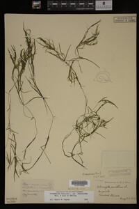 Potamogeton pusillus image