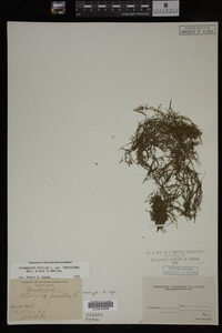 Potamogeton pusillus image