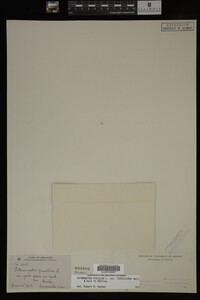 Potamogeton pusillus image