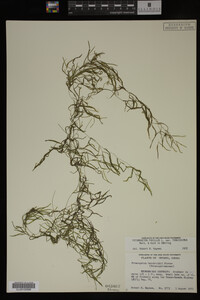 Potamogeton pusillus image