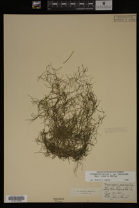 Potamogeton pusillus image