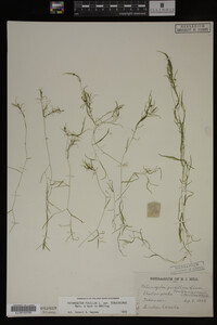 Potamogeton pusillus image