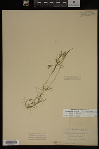 Potamogeton pusillus image
