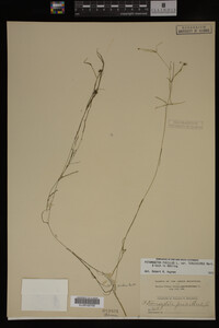 Potamogeton pusillus image
