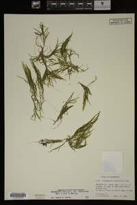 Potamogeton pusillus image