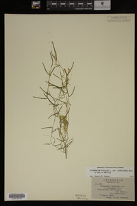 Potamogeton pusillus image