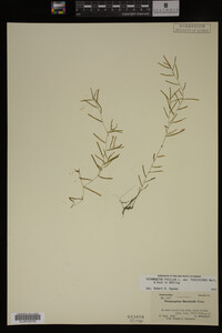 Potamogeton pusillus image