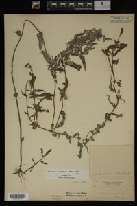 Potamogeton richardsonii image