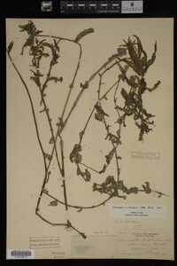 Potamogeton richardsonii image