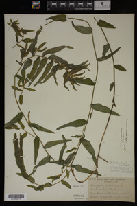 Potamogeton richardsonii image