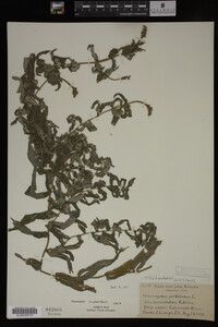 Potamogeton richardsonii image