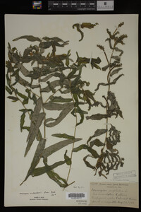 Potamogeton richardsonii image