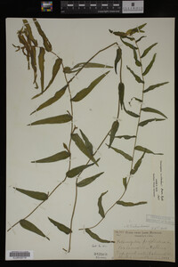 Potamogeton richardsonii image