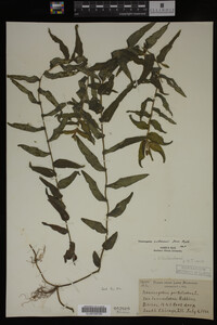 Potamogeton richardsonii image