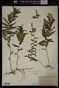 Potamogeton richardsonii image