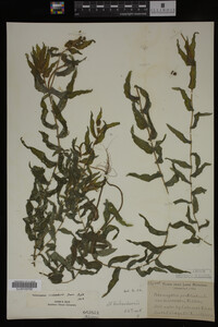 Potamogeton richardsonii image