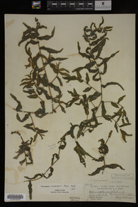 Potamogeton richardsonii image