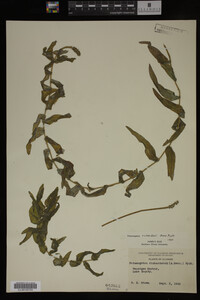 Potamogeton richardsonii image