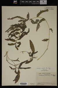 Potamogeton richardsonii image