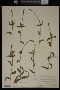 Media resource of Potamogeton richardsonii
