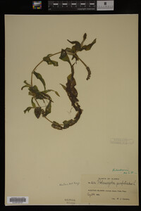 Potamogeton richardsonii image