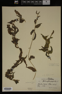 Potamogeton richardsonii image