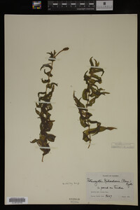 Potamogeton richardsonii image