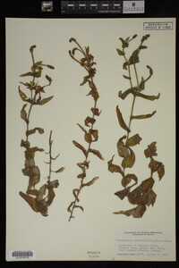 Potamogeton richardsonii image