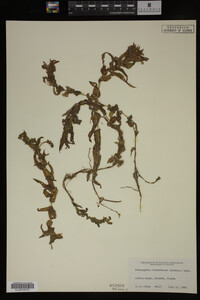 Potamogeton richardsonii image
