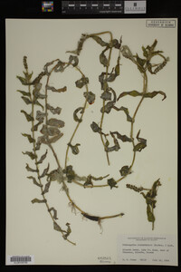 Potamogeton richardsonii image