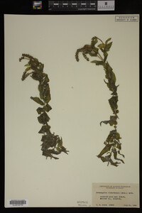 Potamogeton richardsonii image
